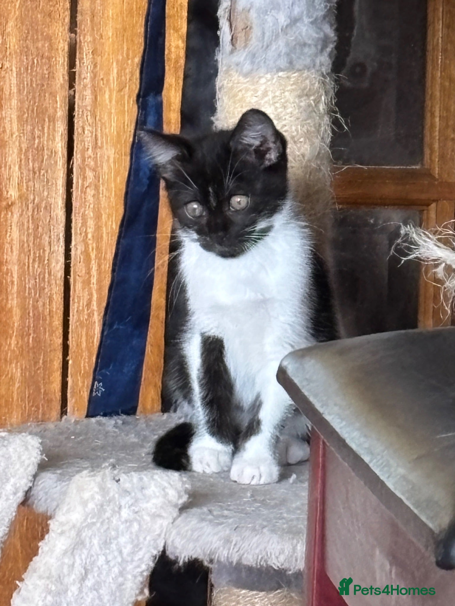 Mixed Breed cats  black & white female kitten - Advert 1