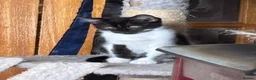Mixed Breed cats for sale:  black & white female kitten - Advert 1
