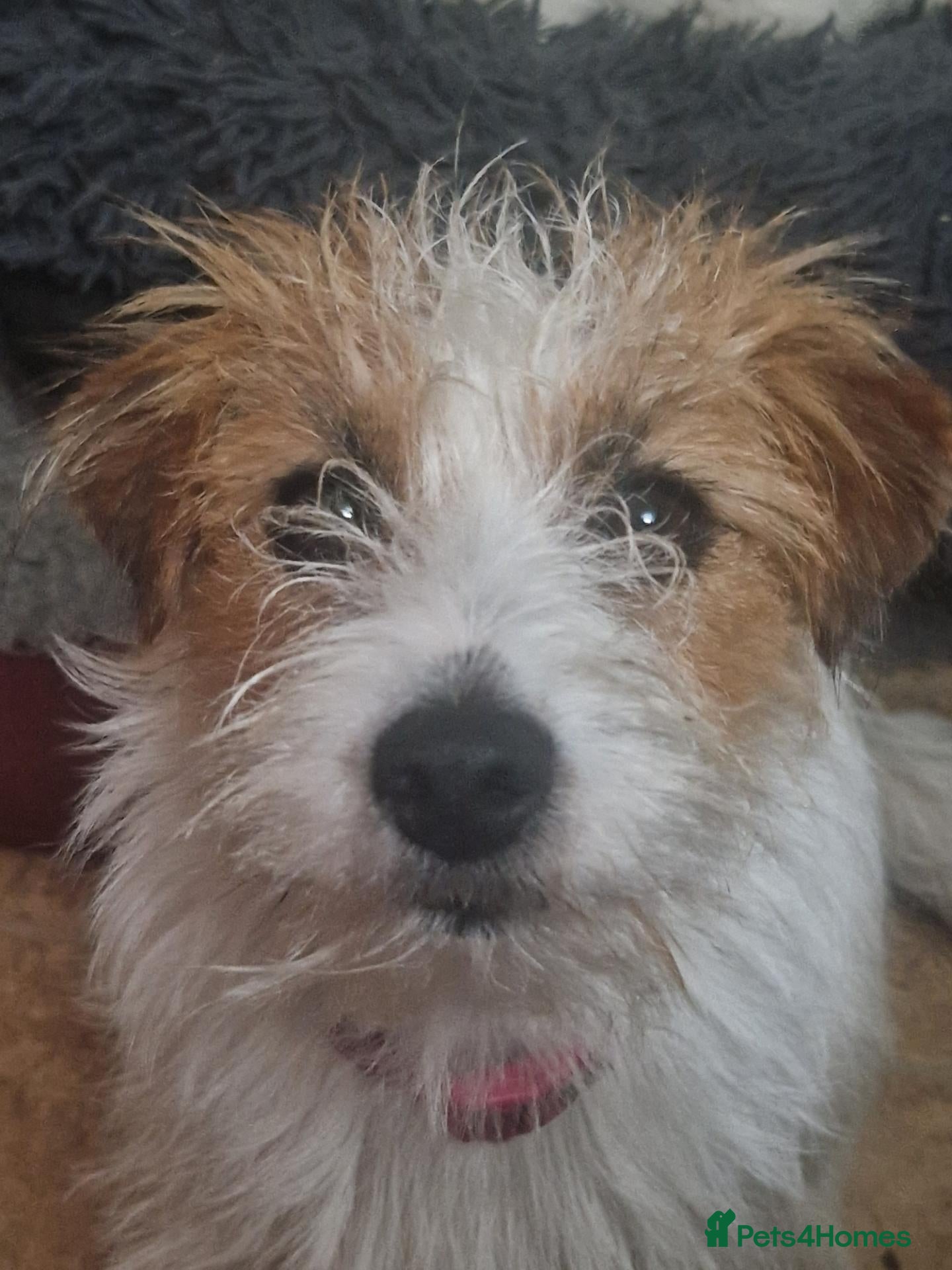 Jack Russell dogs Pedigree Jack Russell Terrier  - Advert 7