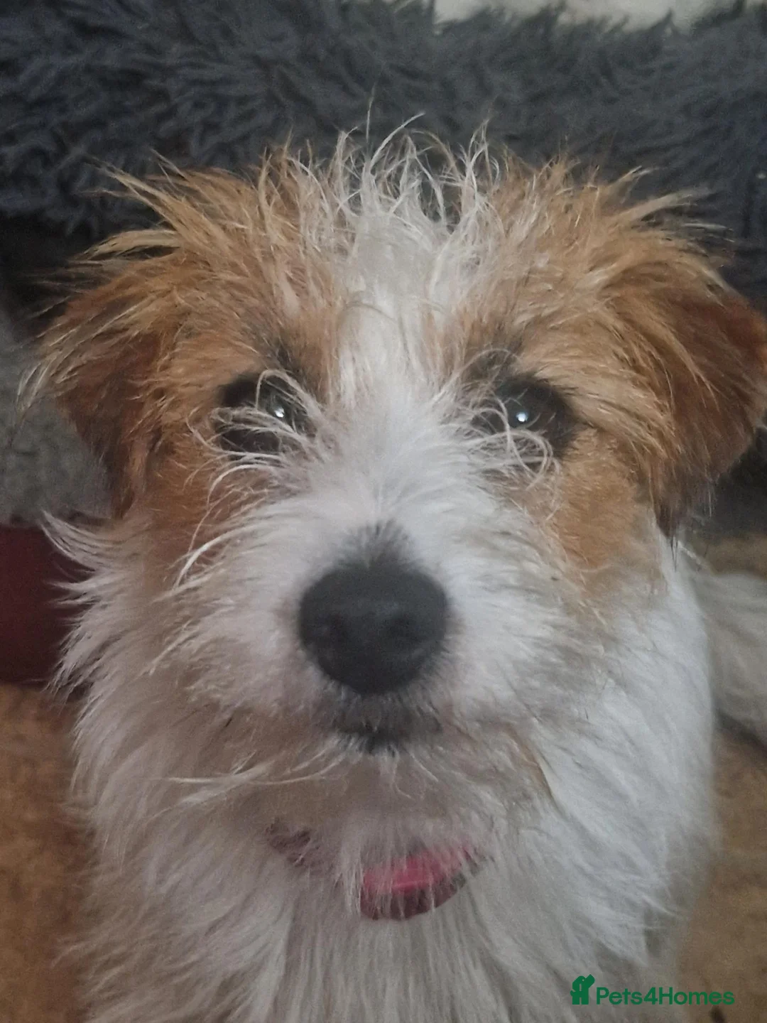 Jack Russell dogs for sale: Pedigree Jack Russell Terrier  in Filey - Advert 1
