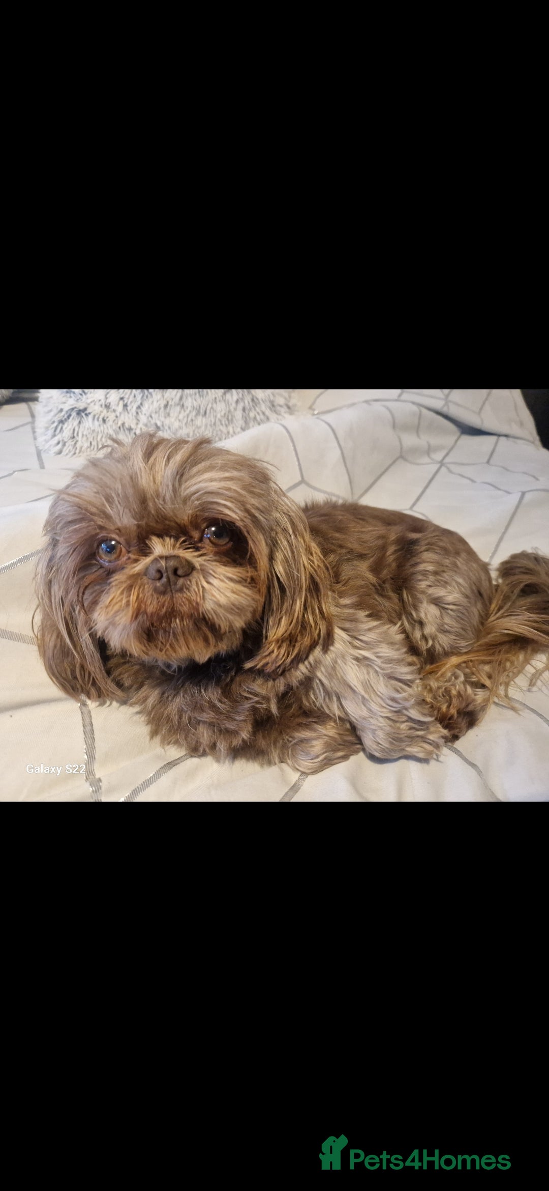 Shih Tzu dogs for stud: KC Karashishi Imperial Chocolate/Lavender Stud in Derby - Image 1