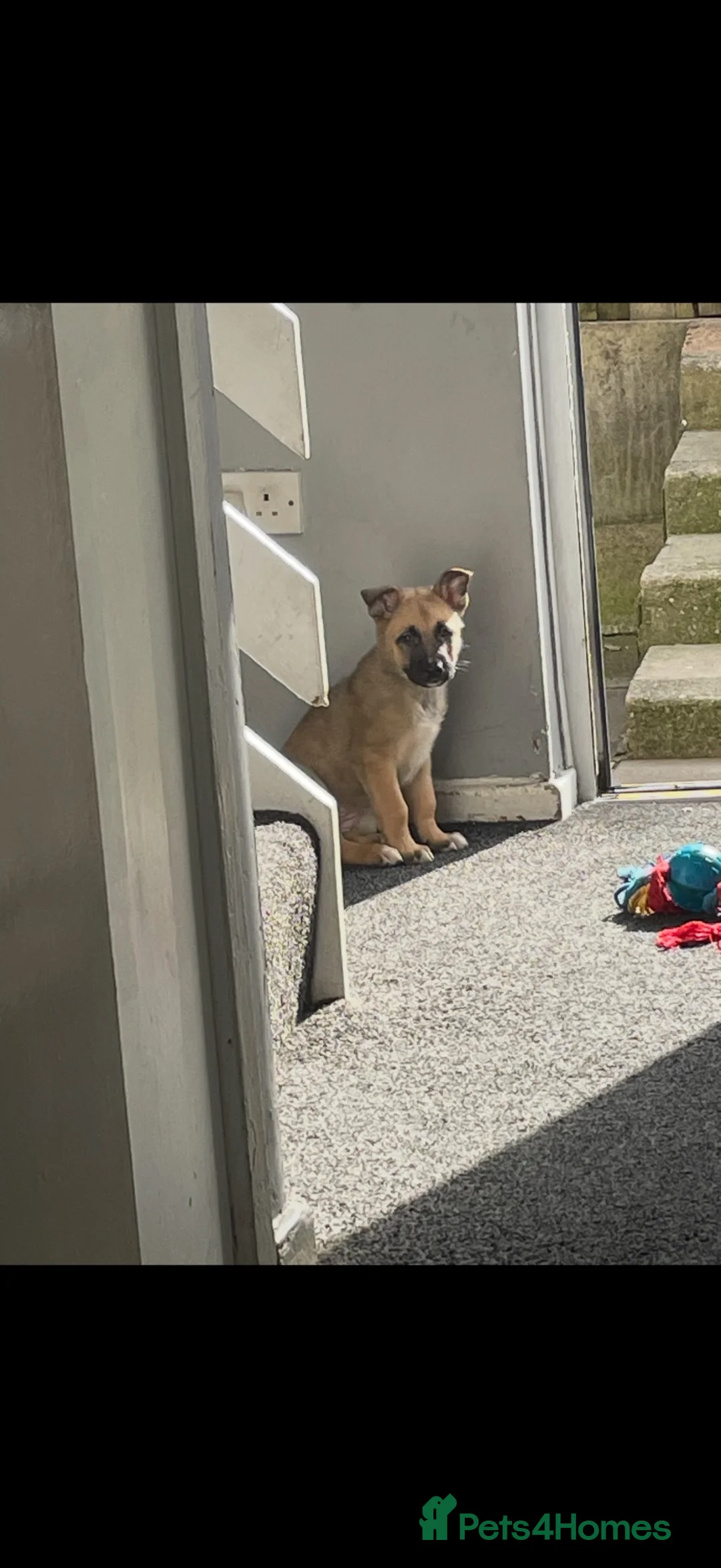 Belgian Shepherd Dog dogs for sale: Belgian Shepherd (Girl) Narla - Advert 5