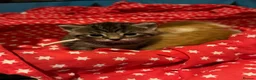 Mixed Breed cats for sale: Three adorable girl kittens ready 17th may - Advert 23
