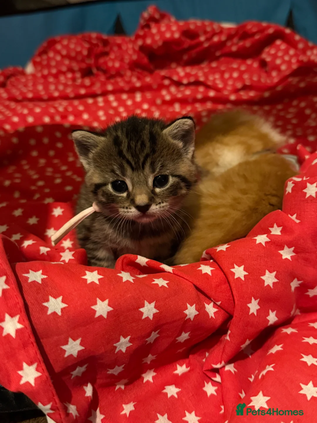 Mixed Breed cats for sale: Three adorable girl kittens ready 17th may - Advert 23