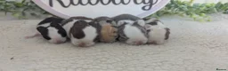 Mini Lop rabbits for sale: Mini lop litter waiting list open - Advert 2