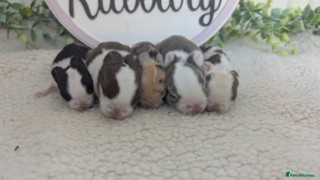 Mini Lop rabbits for sale: Mini lop litter waiting list open - Advert 2