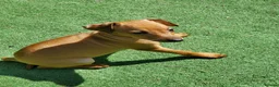 Italian Greyhound dogs for sale: Stunning kc Italian greyhounds  - Advert 11