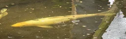 Koi Carp fish for sale: 3 Stunning Koi carp  - Advert 3
