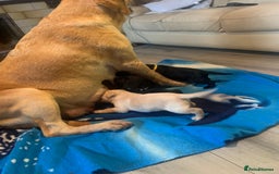 Labrador Retriever dogs for sale: Labrador puppys - Image 13