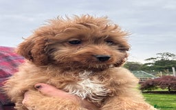 Cockapoo dogs for sale: Cockapoo Puppies Health Guarantee Licensed breeder - Image 1
