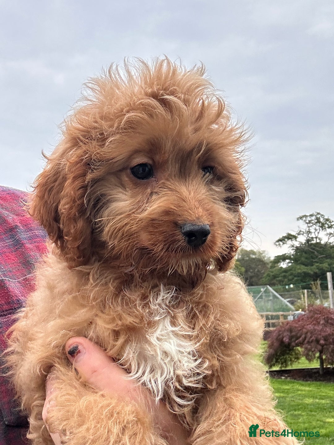 Cockapoo dogs for sale: Cockapoo Puppies Health Guarantee Licensed breeder - Image 1