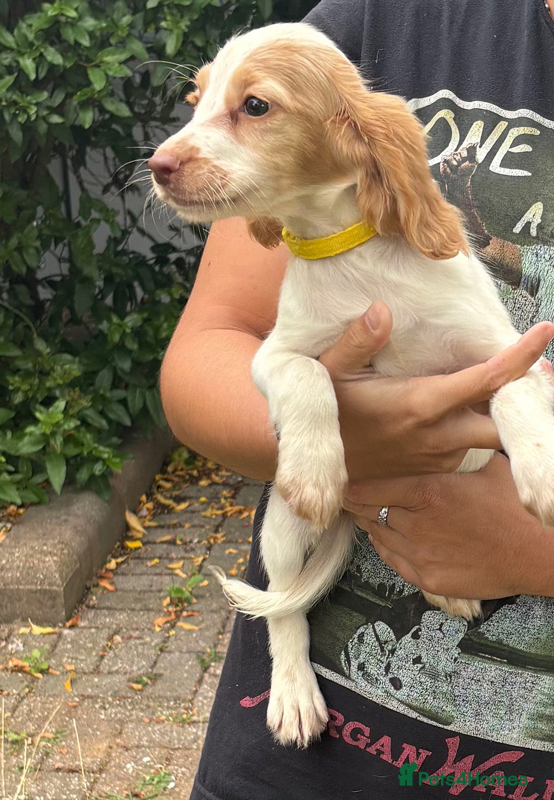 Cocker Spaniel dogs for sale: Ready now Working cocker spaniels 3 left - Image 11