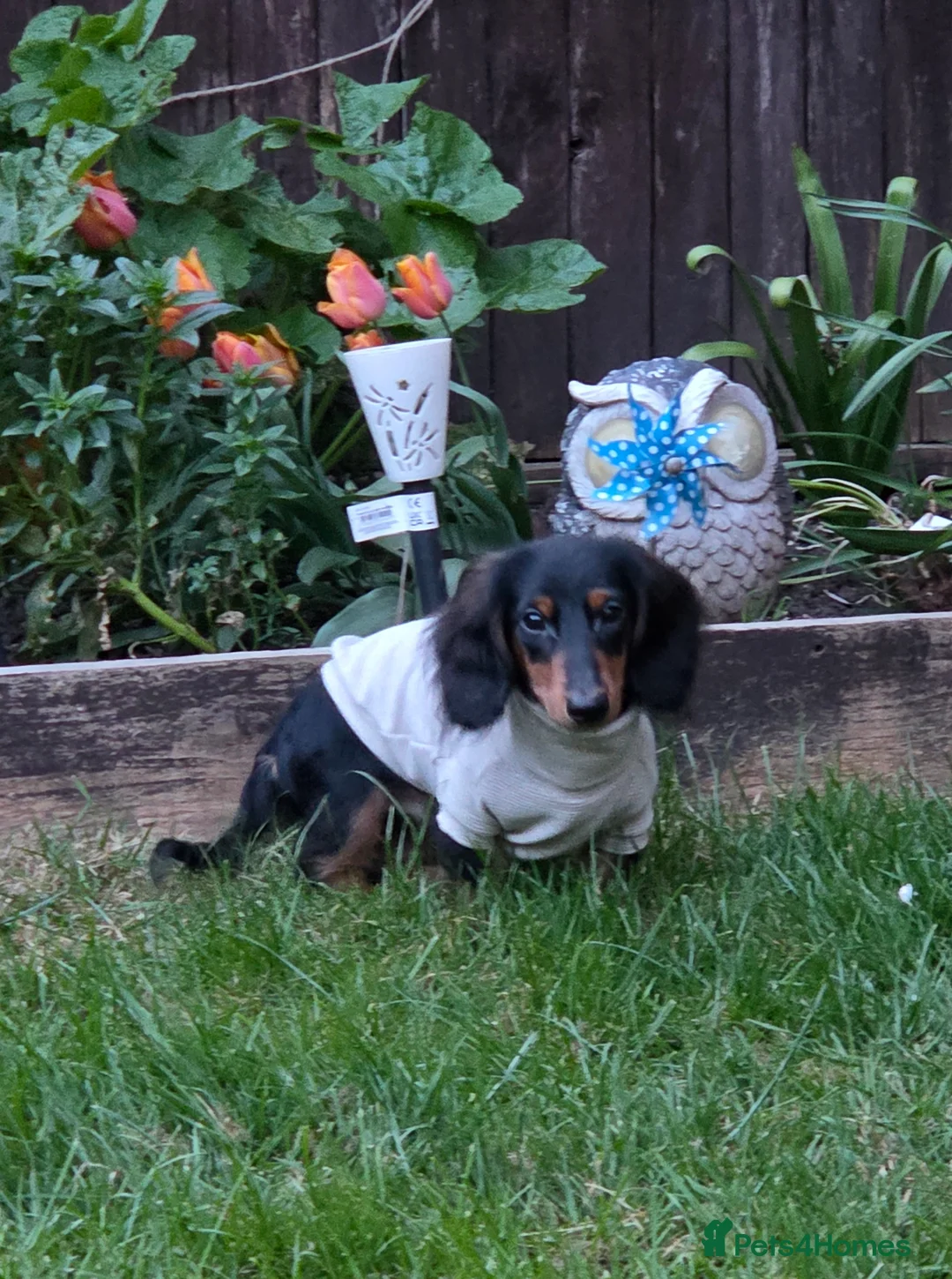 Miniature Dachshund dogs for sale: Miniature longhaired dachshund  in Coventry - Advert 2