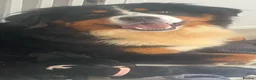 Bernese Mountain Dog dogs for sale: Health Tested Beautiful BMD Puppies in Solihull - Advert 4