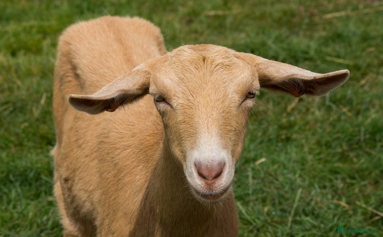 Goats livestock - Advert 2