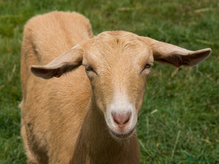 Goats livestock - Advert 2