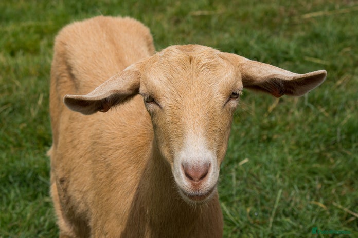 Goats livestock - Advert 2