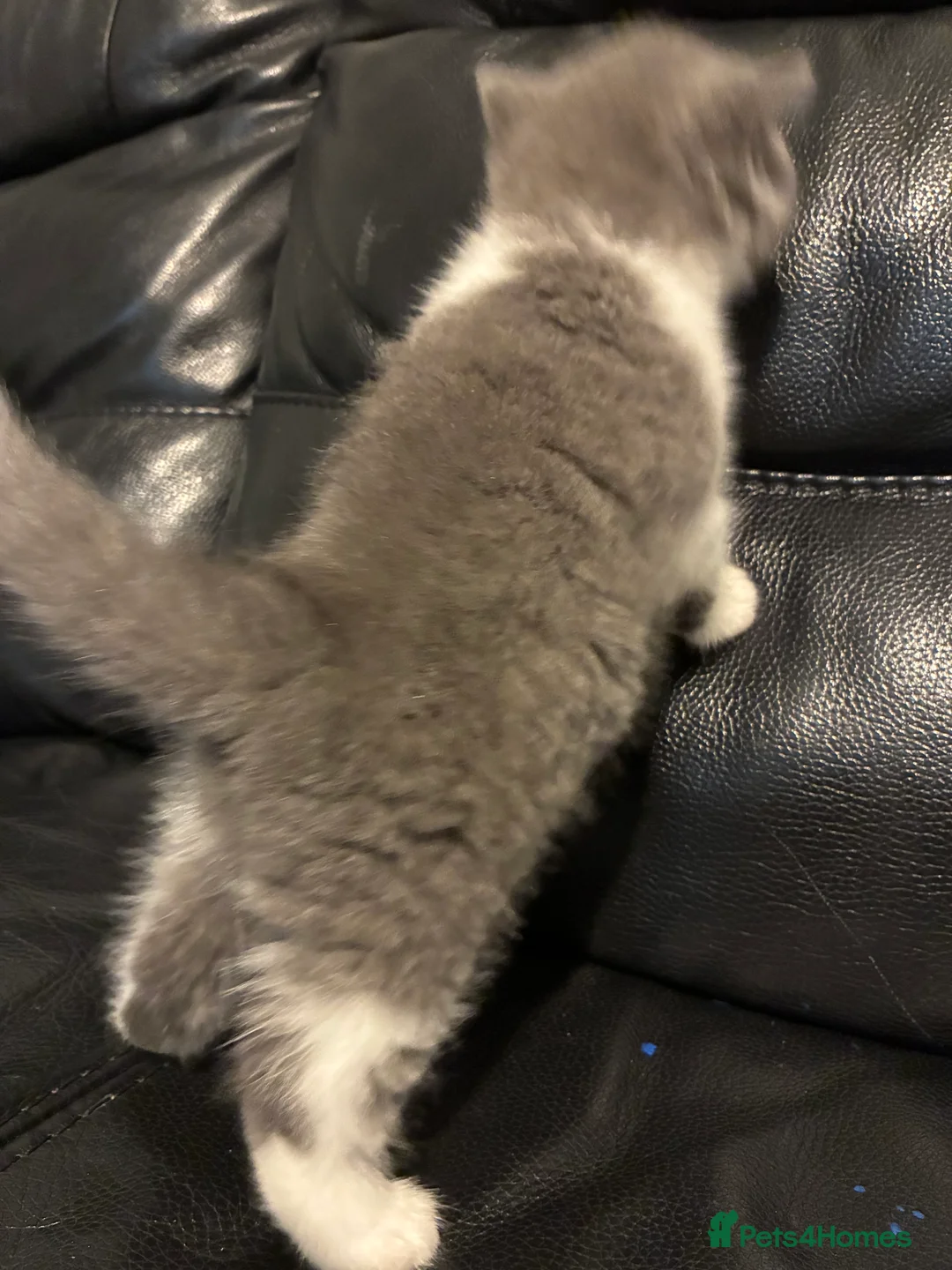 British Shorthair cats for sale: LAST 1 REMAINING BSH TICA KITTENS - Advert 30