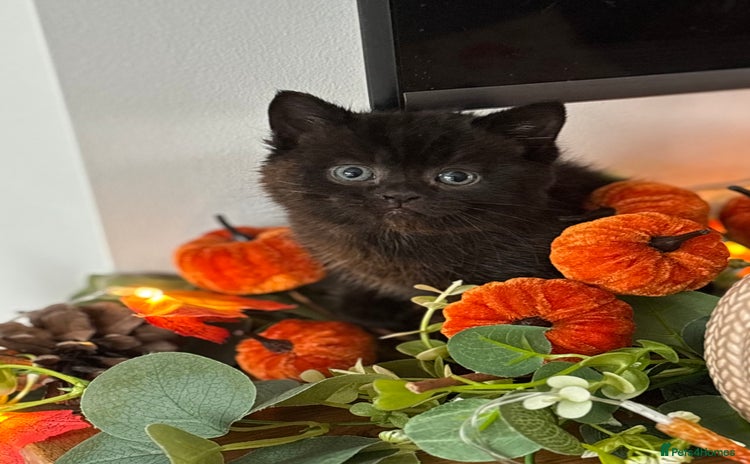 British Shorthair cats - Advert 1