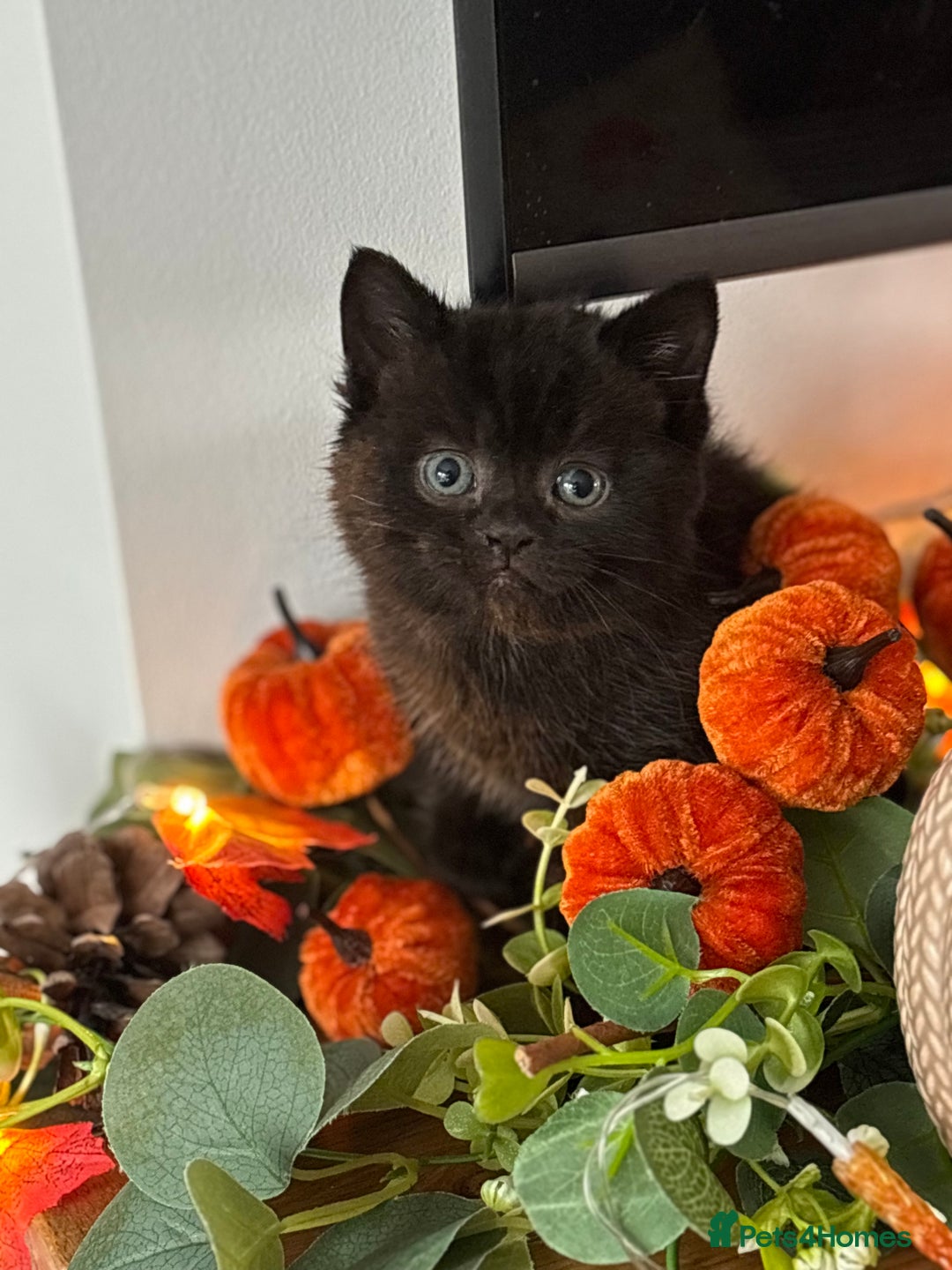 British Shorthair cats for sale: Chocolate BSH Kittens  - Image 1