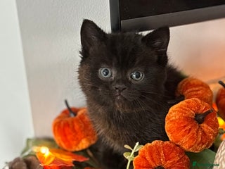 British Shorthair cats - Advert 3