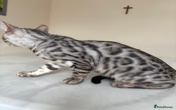 Bengal cats for sale: BOY- Very active, playful TICA kitten!🐈‍⬛  - Image 6