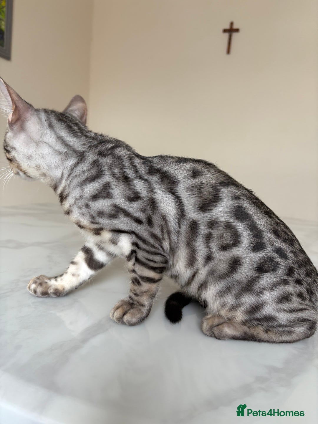 Bengal cats for sale: BOY- Very active, playful TICA kitten!🐈‍⬛  - Image 6