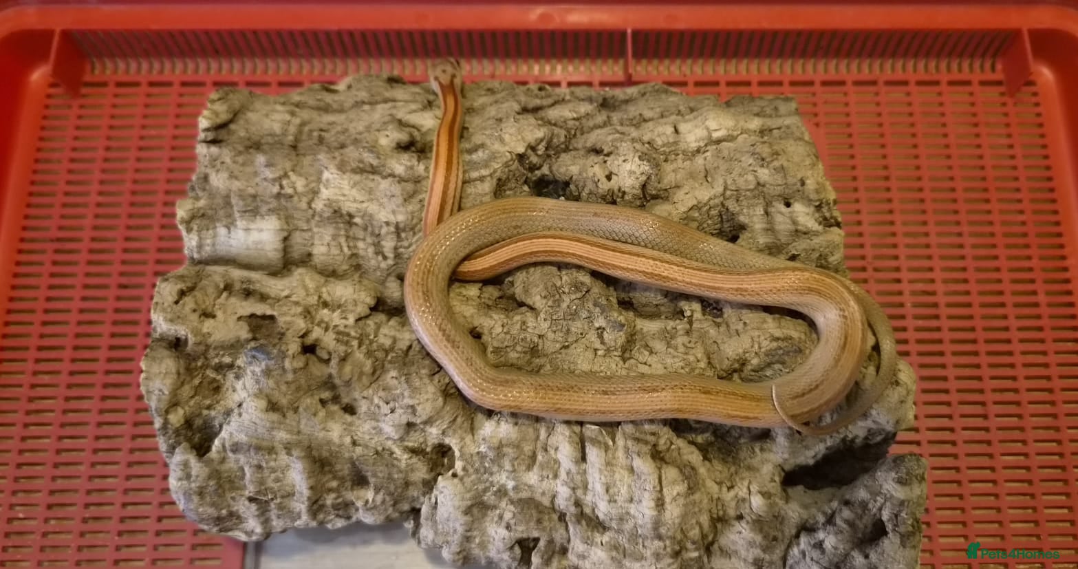 Corn Snake reptiles for sale: 10 month old corn snakes - Advert 4