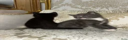 Mixed Breed cats for sale: Kittens in Wingate - Advert 4