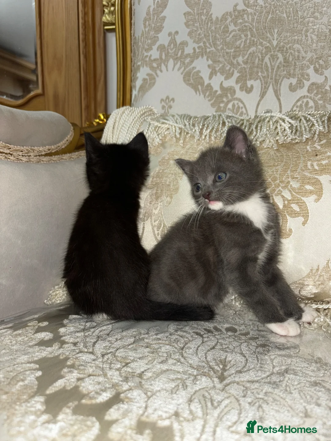 Mixed Breed cats for sale: Kittens in Wingate - Advert 4
