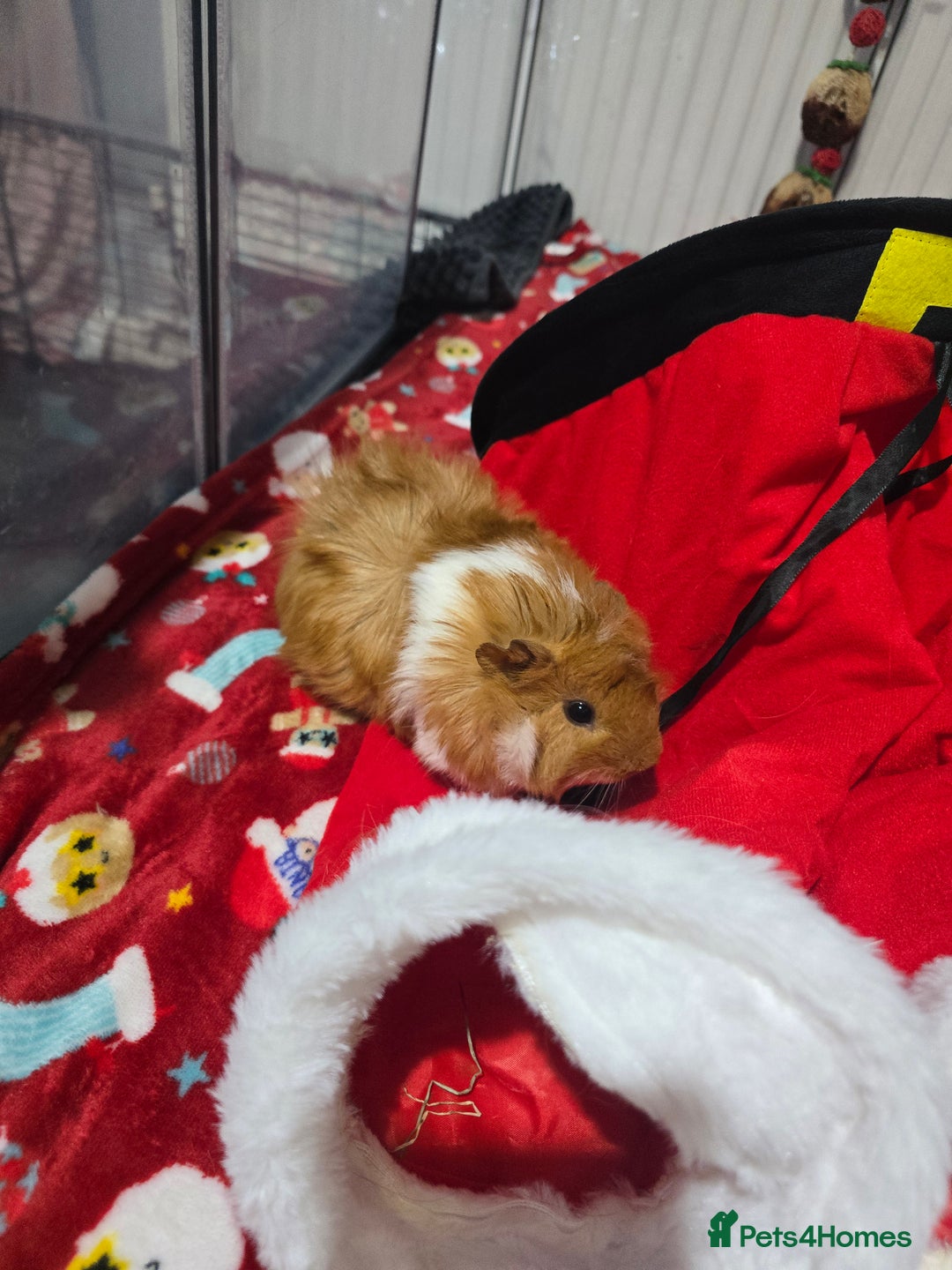 Guinea Pig rodents for sale: Toffee the Guinea pig - Advert 6