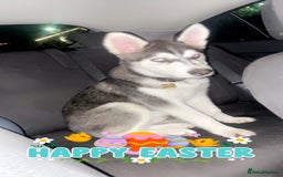 Utonagan dogs for sale: To husky up for sale one girl ,one boy  - Image 7