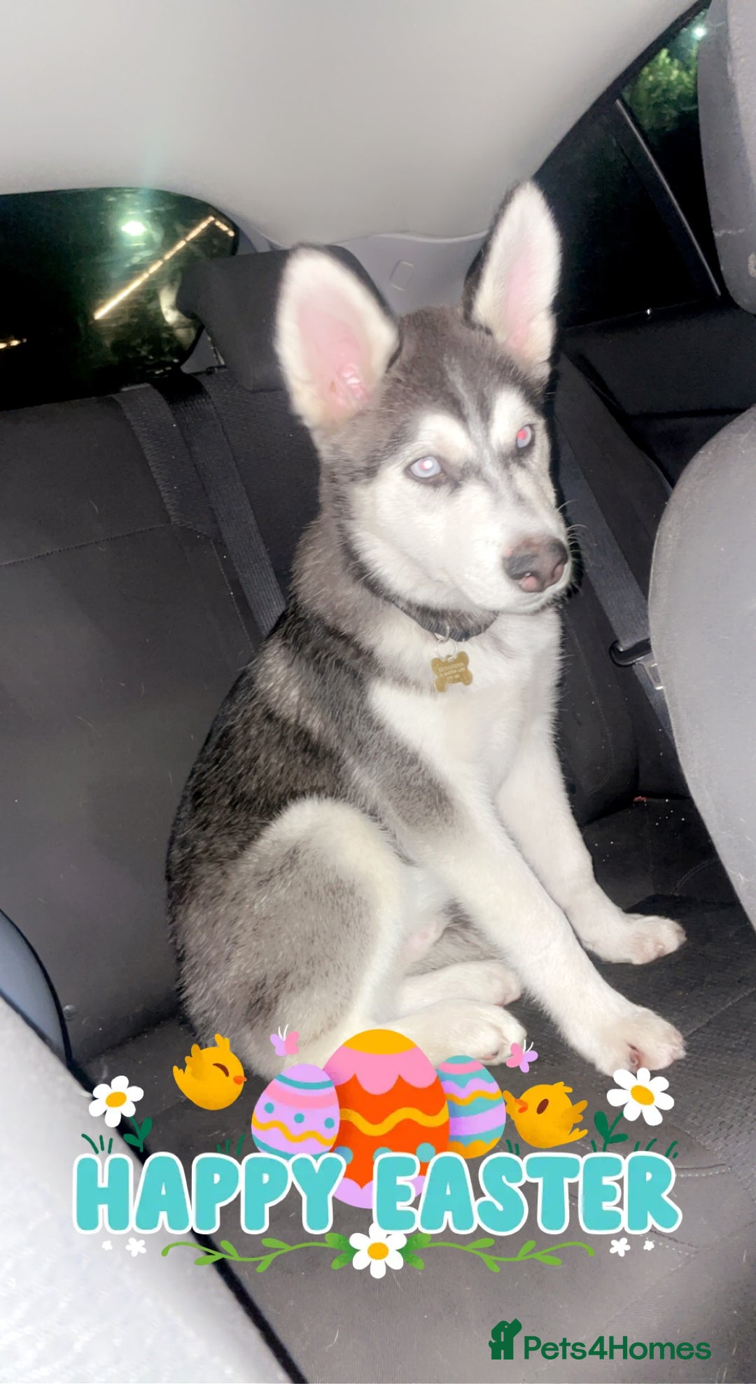 Utonagan dogs for sale: To husky up for sale one girl ,one boy  - Image 7