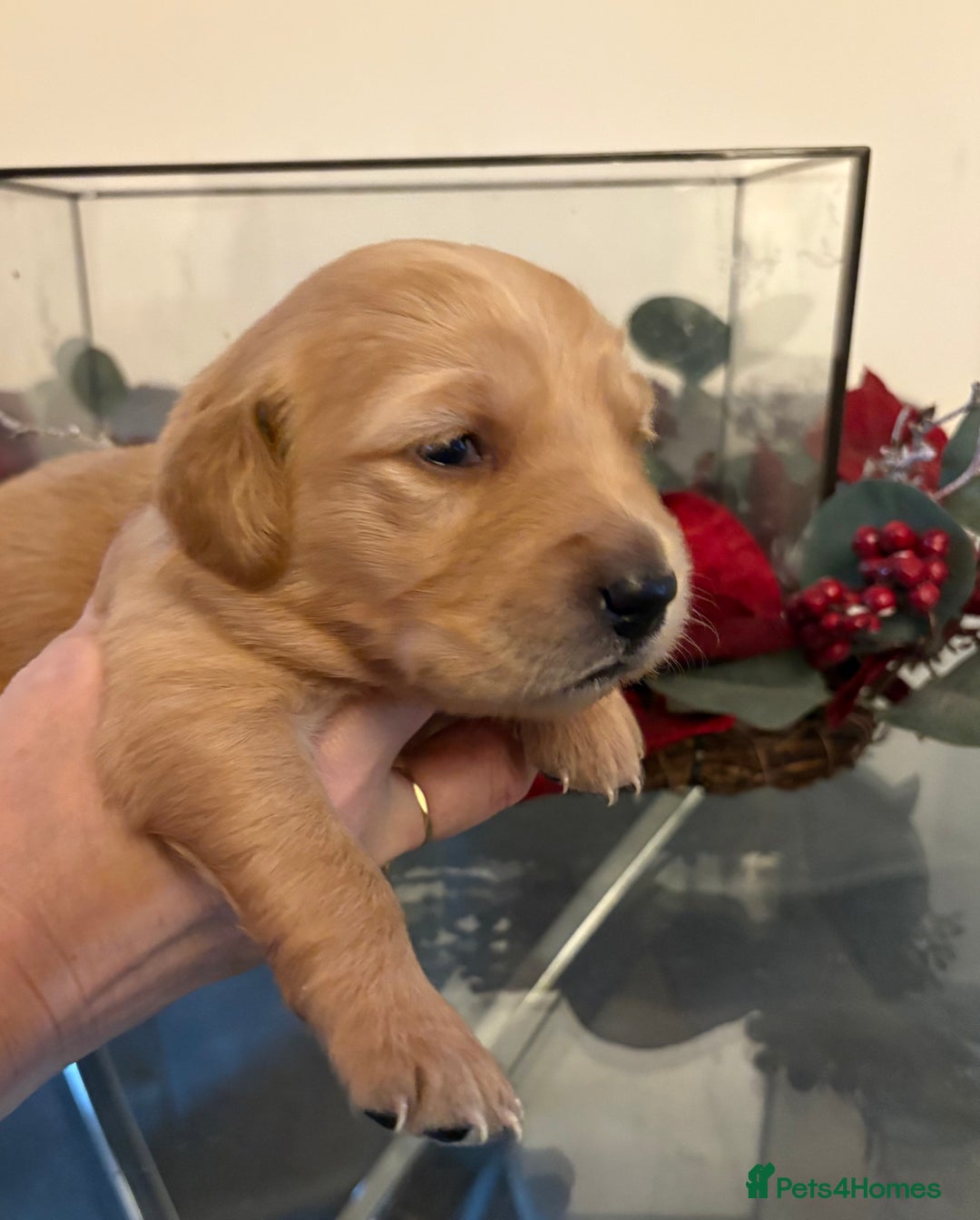 Golden Retriever dogs for sale: Sold sold sold sold sold  - Advert 12