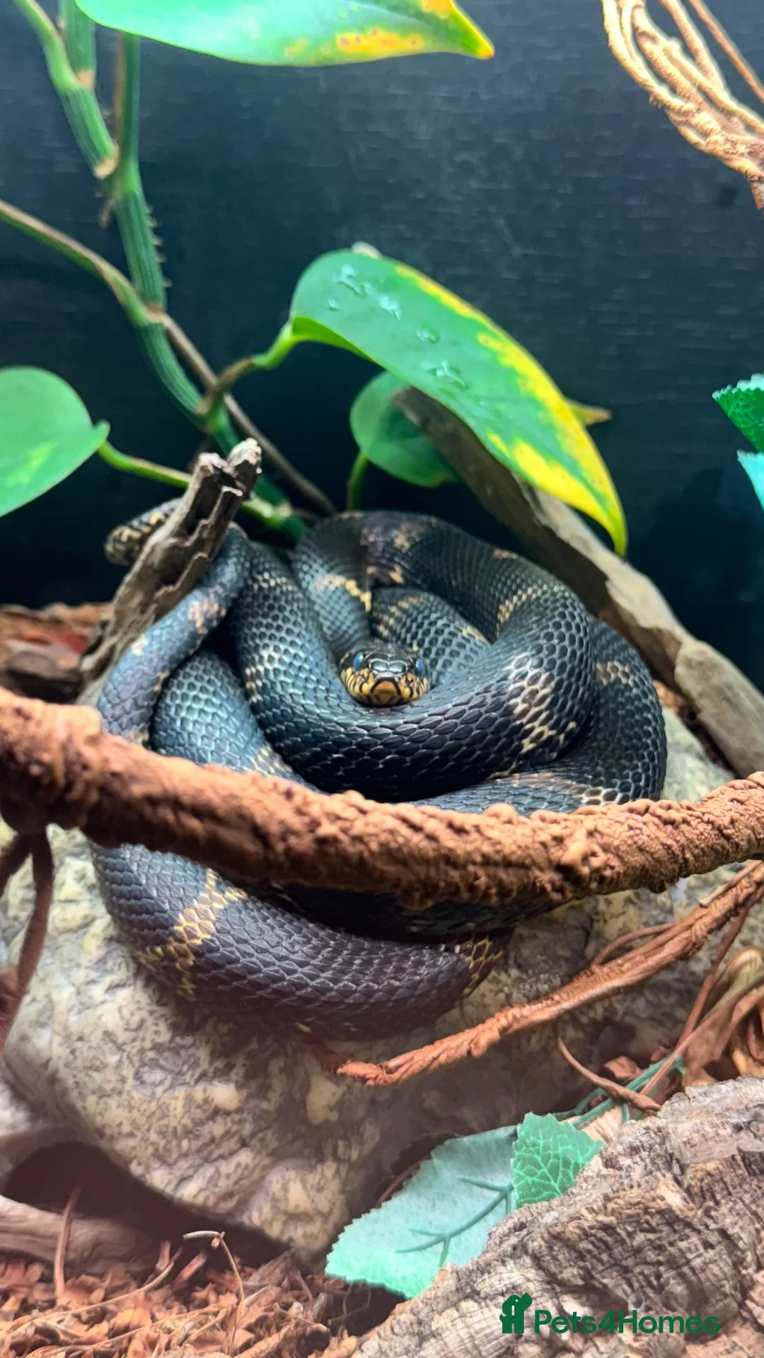 Rat Snake reptiles for sale: Russian rat snake complete with bio-active viv in Coalville - Advert 1