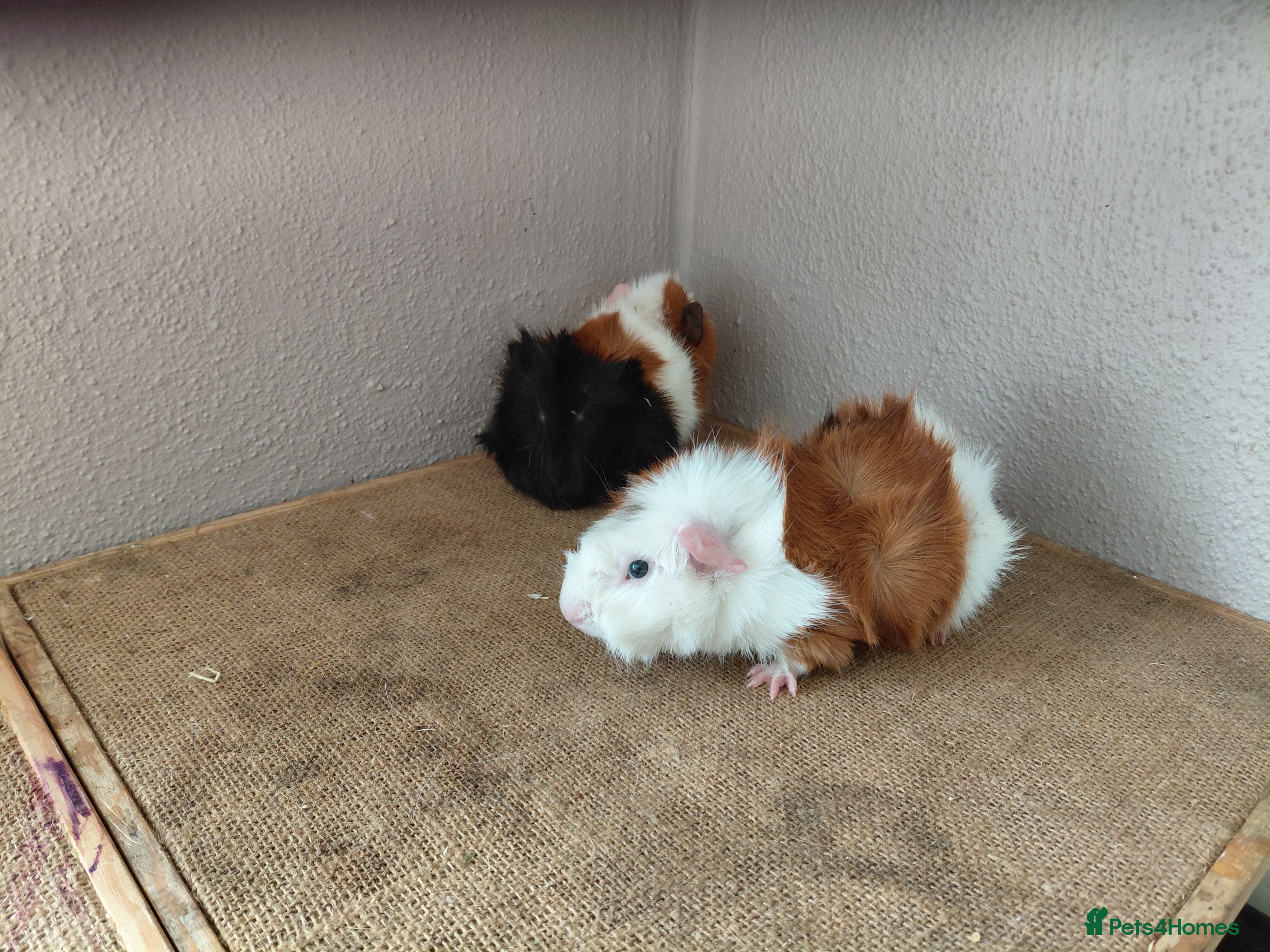 Guinea Pig rodents Abyssinian and Pink Eyed Golden's  - Advert 2