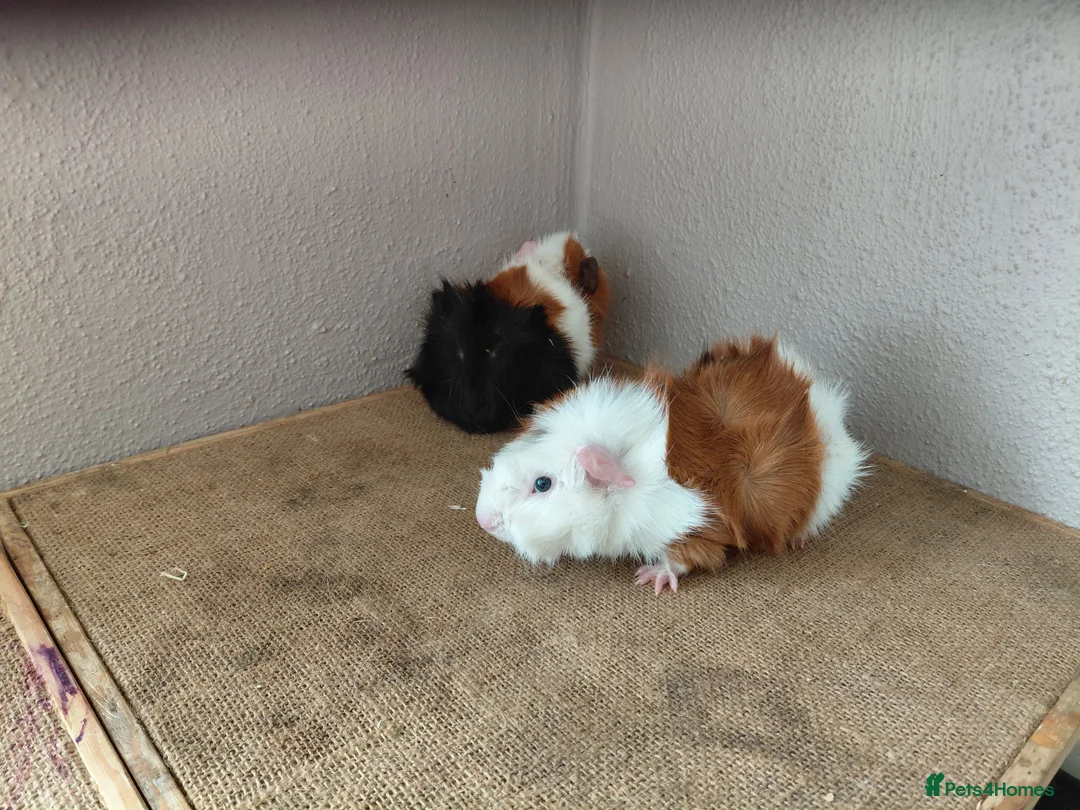 Guinea Pig rodents for sale: Abyssinian and Pink Eyed Golden's  - Advert 2