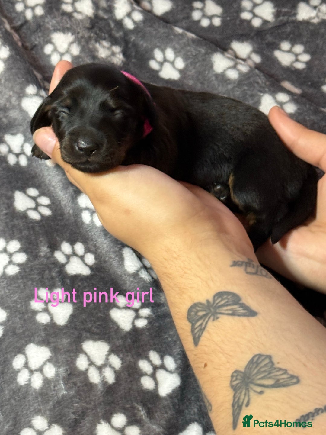 Miniature Dachshund dogs for sale: 7 beautiful miniature dachshund puppies for sale - Image 17