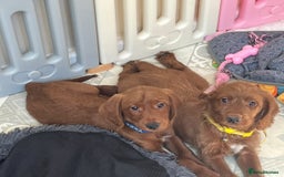 Goldendoodle dogs for sale: Top Quality Goldendoodle x Australian labradoodle  in Brough - Image 12