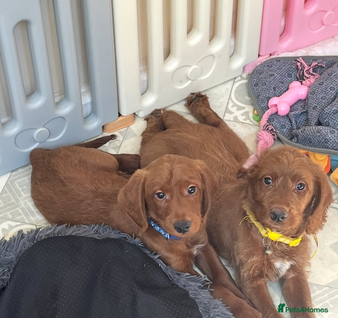 Goldendoodle dogs for sale: Top Quality Goldendoodle x Australian labradoodle  in Brough - Image 12