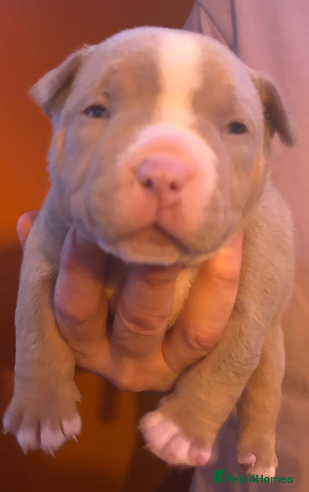 American Bully dogs for sale: Pocket Bully puppies  - Advert 8