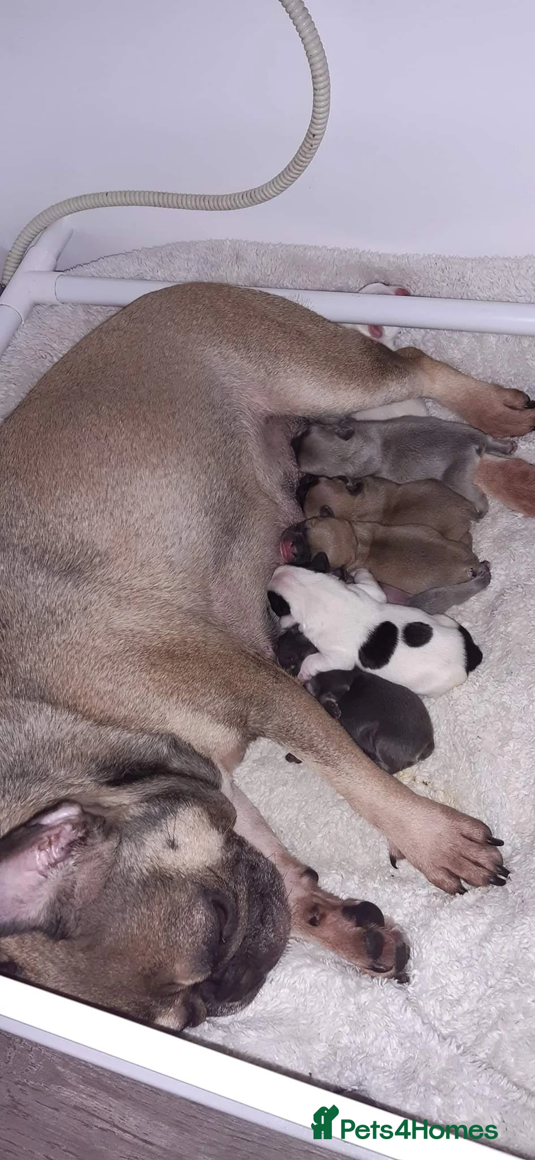 French Bulldog dogs for stud:  💥Amazing structure and quality! in Ebbw Vale - Advert 27