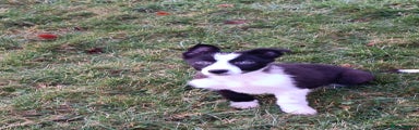 Border Collie Puppy 1