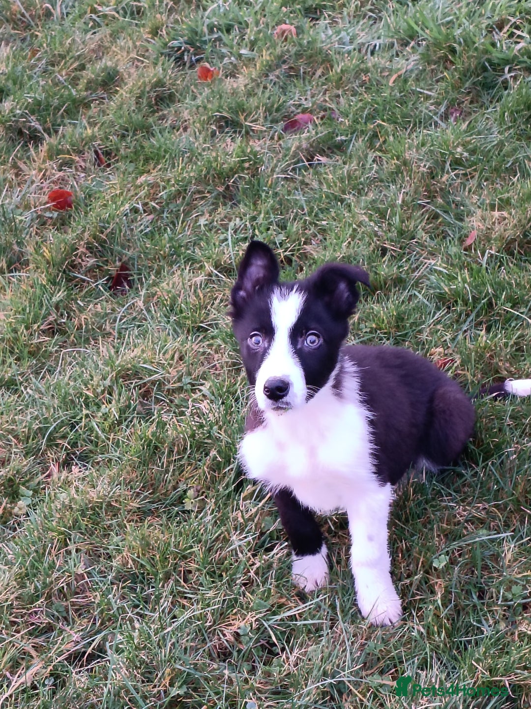 Border Collie dogs for sale: Beautifully marked border collie pups - Advert 3