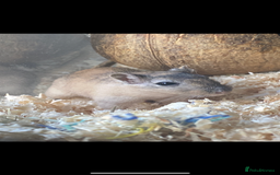 Gerbil rodents for sale: 2 Female Gerbils - Image 3