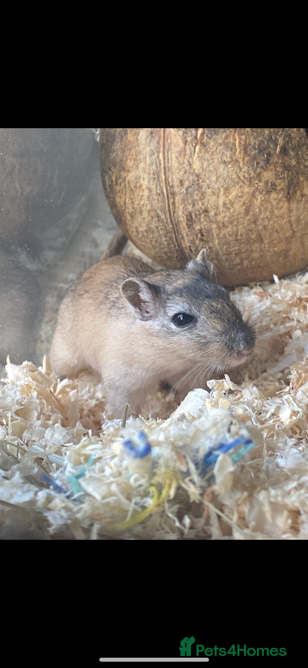 Gerbil rodents for sale: 2 Female Gerbils - Image 3