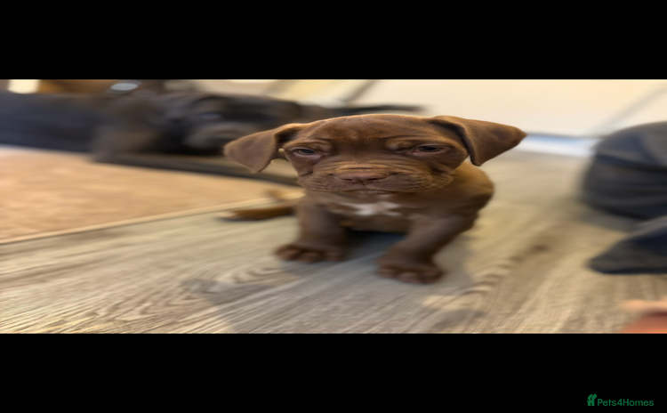 Cane Corso dogs - Advert 1