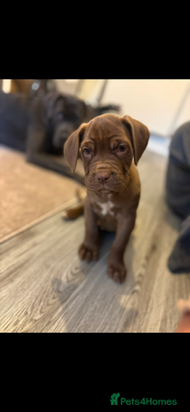 Cane Corso dogs - Advert 1