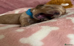 Cockapoo dogs for sale: 🌸3 gorgeous chunky Cockapoo puppy’s 🌸 - Image 3