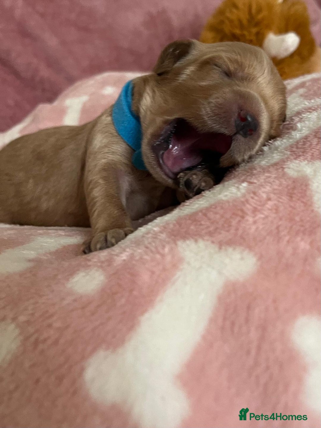 Cockapoo dogs for sale: 🌸3 gorgeous chunky Cockapoo puppy’s 🌸 - Image 3